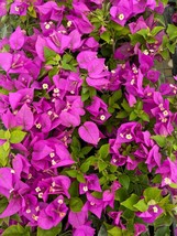 PATB Well Rooted ROYALE PURPLE Bougainvillea starter/plug plant - £22.96 GBP