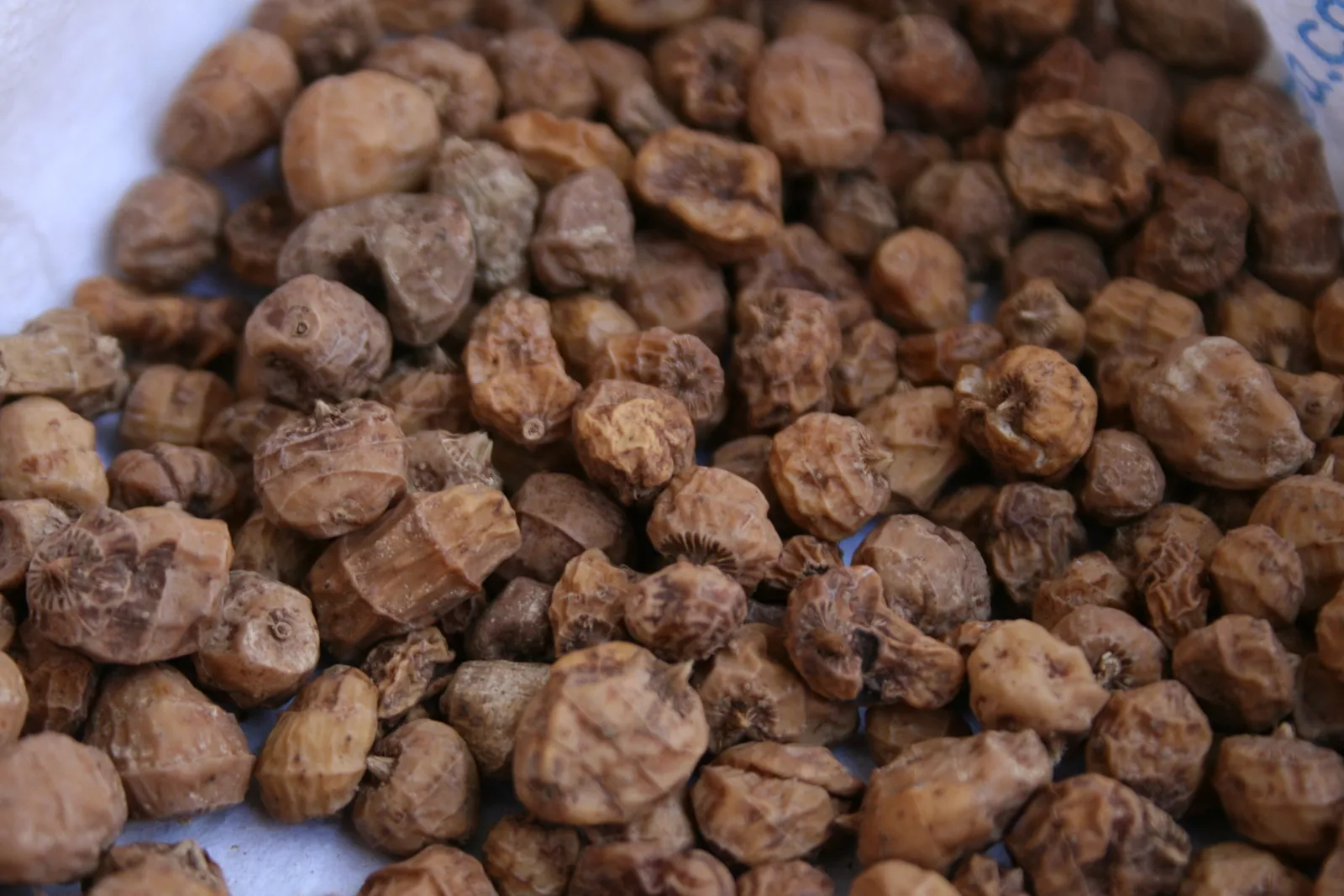 50 CYPERUS ESCULENTUS Seeds (Tiger Nut) | NON-GMO | | Perennial - $30.30