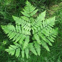 bracken fern (Pteridium aquilinum) Ornamental Live Plant 10”-20” - $58.00