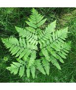 bracken fern (Pteridium aquilinum) Ornamental Live Plant 10”-20” - £46.21 GBP