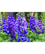 100 Blue Spire Larkspur Delphinium Consolida Ambigua Ajacis Flower Seeds... - $277.39 MXN