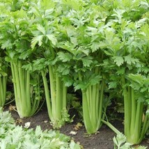 ENIL 200 seeds Tn mountain Tall Celery Seeds | Non-GMO food garden planting - £3.30 GBP