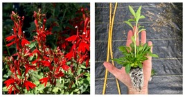 3 Plugs Lobelia cardinalis | Cardinal Flower | Starter Plant Plug - $60.99