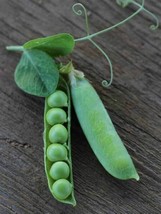 Thomas Laxton Pea Seeds 25 Ct Pod Vegetable Garden Heirloom Vine Trellis - £9.90 GBP