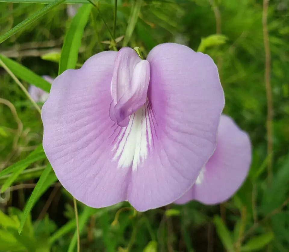 15 of Butterfly Pea Seeds | Centrosema Virginianum | Florida Native Organic - £3.84 GBP