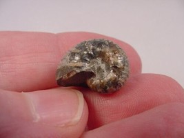 (F-422-d) 5/8&quot; Ammonite fossil ammonites extinct marine molluscs shell s... - £6.82 GBP