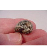 (F-422-d) 5/8&quot; Ammonite fossil ammonites extinct marine molluscs shell s... - $8.59