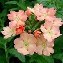 35 Peaches And Cream Verbena Flower Seed Fresh USA Fast Shipping - £15.59 GBP