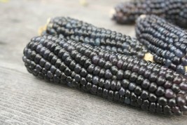 Bloomys 50 Seeds Blue Hopi Corn Seed Organic Native Heirloom Summer Fall Vegetab - £8.18 GBP