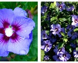 Bluebird Hibiscus Syriacus Plant - Approx 8-12 Inch - £32.89 GBP