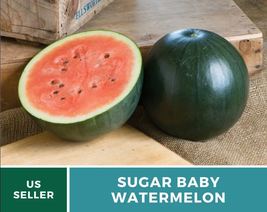 25 Pcs Sugar Baby Watermelon Heirloom Seeds Open Pollinated Citrullus la... - $19.23
