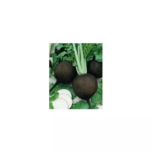 Fresh Seeds Radish Black Spanish Great Vegetable 1/4 Lb Seeds - £18.68 GBP