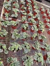 BubbleBlooms Peperomia Dragon Skin Wholesale Bulk Plants 4 inch 30-Pack - £294.13 GBP