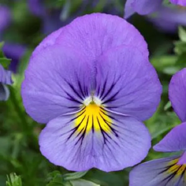 15 Pansy Seeds Cool Wave Blue Skies Trailing Pansy Hanging Pansy Fresh Seeds - £23.17 GBP