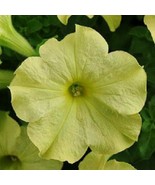 FMG Sophistica Lime Green 15 Pelleted Petunia Seeds Planting Seeds - $15.51