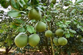 Pomelo - Thai Grapefruit - CITRUS MAXIMA - 5 fresh seeds - $2.55