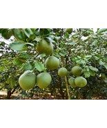 Pomelo - Thai Grapefruit - CITRUS MAXIMA - 5 fresh seeds - $2.55