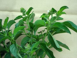 Lime Basil Herb select 100 -1000 Seeds Hairy high content citrus oil sha... - €2,00 EUR+