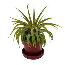 Magnet Tillandsia Airplant Rooted in a 1 inch Teacup Pot with Mini Sauce... - $11.29