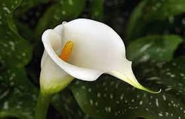 100 Seeds Cream White Calla Lily Flower Seeds - $10.58