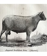 Imported South Down Ram Sheared 1863 Victorian Agriculture Animals Art D... - $950.15 MXN