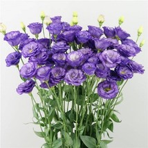 USA SELLER 25 Pelleted Lisianthus Seeds Lisianthus Arosa 3 Sky Blue Flower Seed  - £14.43 GBP