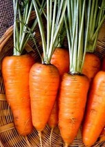 Fresh 1000+ Chantenay Red Core Carrot Seeds Non-Gmo Heirloom Seeds - $9.34