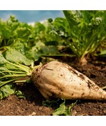Sugar Beets 60 - 300 -  4 Oz Seeds Heirloom Food plot Deer - $2.14+