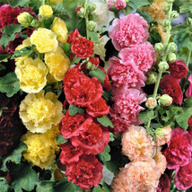 MBK 25 Seeds Summer Carnival Mix Hollyhock Seeds 25 500 Seeds Non-Gmo Se... - $163.84 MXN