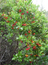 Fresh Seeds 25 Strawberry Tree Edible Red Berry Tree Arbutus Unedo Seeds Irish K - £12.89 GBP