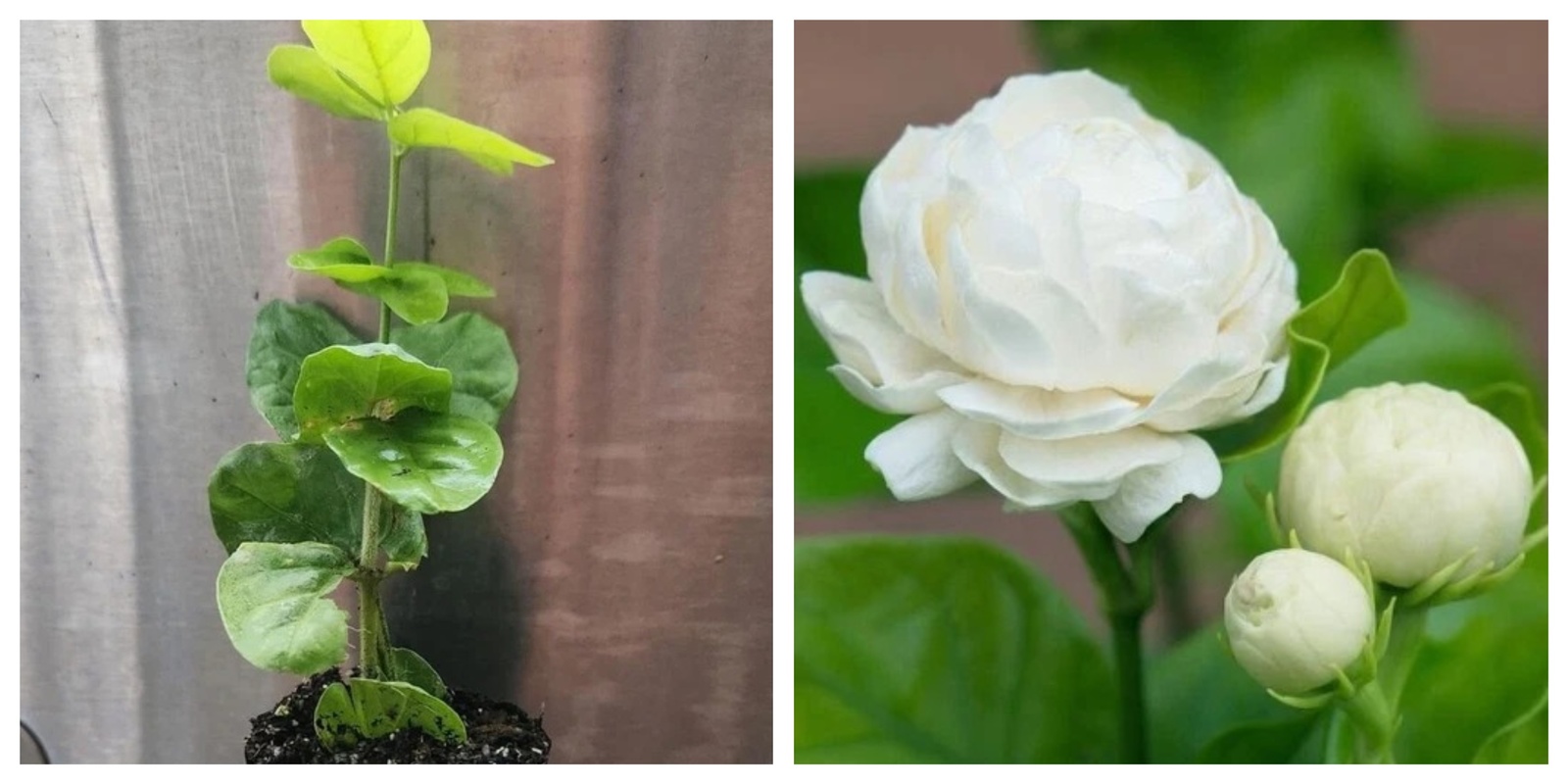 Jasmine Sambac Grand Duke of Tuscany Starter Plant - $39.99