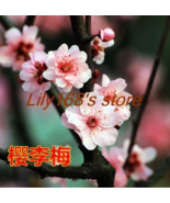 Chinese Prunus Mume Seed Color: A7 - $338.63 MXN
