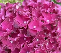VP Rouge Hydrangea Perennial Garden Hardy Shrub Bloom Flower Bush 5 Seeds - £6.18 GBP