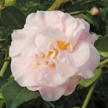 HSeeds 15+ Seeds Camellia High Fragrance  House Plant  Garden Flowers Easy - $6.95