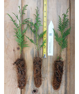 Western Red Cedar Seedlings - 9-12&quot; Tall Potted trees (Thuja plicata) - $21.73+