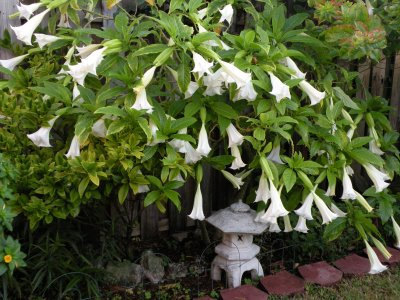 25 White Angel Trumpet Seeds-1076