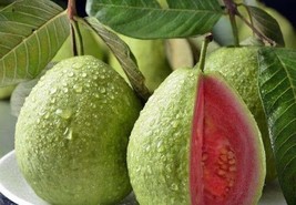 20 Apple Guava (Psidium Guajava) Seeds - $133.21 MXN