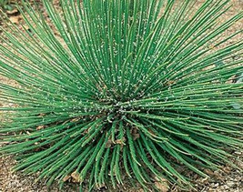 Agave geminiflora Twinflowered Agave - $2.20
