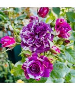 VC 20 Scented Jewel Rose Seeds Fragrant Floribunda Variety Purple &amp; Whit... - $14.57