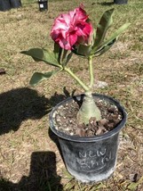Adenium Obesum Desert Rose Grafted Plant New B.k.k - $34.65