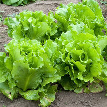 Fresh 500 Black Seeded Simpson Lettuce Seeds  - $5.79