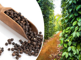 20 Seeds Peppercorn Black Heirloom Seeds Instant Growth Garden Ready - $8.35