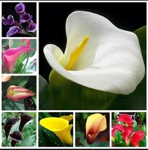 Calla Lily Flowers 50 PCS Seeds Zantedeschia Aethiopica Plants Bonsai Ga... - £6.28 GBP