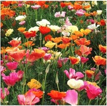 SEPTH Mission Bells California Poppy Seeds 250+ Flower Eschscholzia - £2.97 GBP