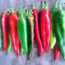 Usa Seller Guizeppi Chile Pepper Hatch Green Mild - £12.52 GBP