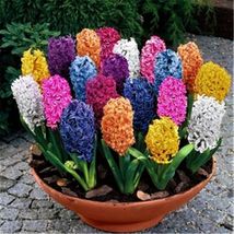 20 Hyacinth Seeds Beautiful Mix Color Flower Plant From US - £7.07 GBP