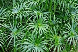 FREE SHIPPING Umbrella Palm {Cyperus Alternifolius} Organic 60 seeds - $11.99