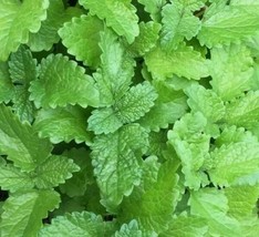 20 Lemon Balm Seeds Herb Perrenial Mosquito Usa Garden Usa Shipping - £6.43 GBP