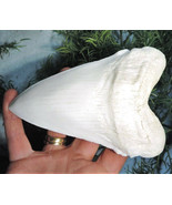 7 INCH LONG MEGALODON TOOTH WHITE REPLICA BIG FOSSIL MEGA HUGE SHARK REL... - $32.62