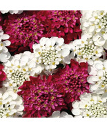 50 Iberis Candytuft Red And White Seeds Mix Flower Deer Resistant - $17.96